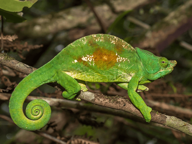 Chameleón na Madagaskare