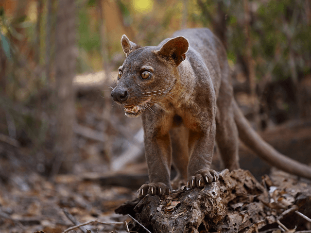 Fossa madagaskarská