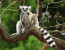 Lemur – pravý predstaviteľ madagaskaru