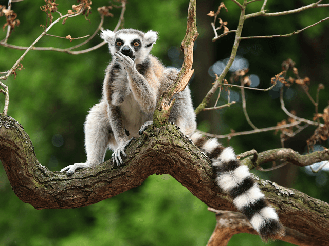 Lemur kata na Madagaskare