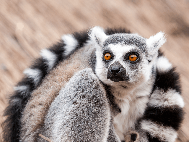 Lemur kata