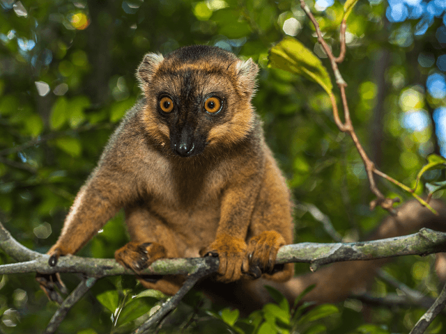 Lemur na Madagaskare